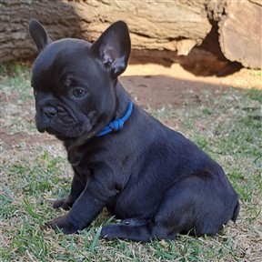 Frenchie French Bulldog puppy for sale